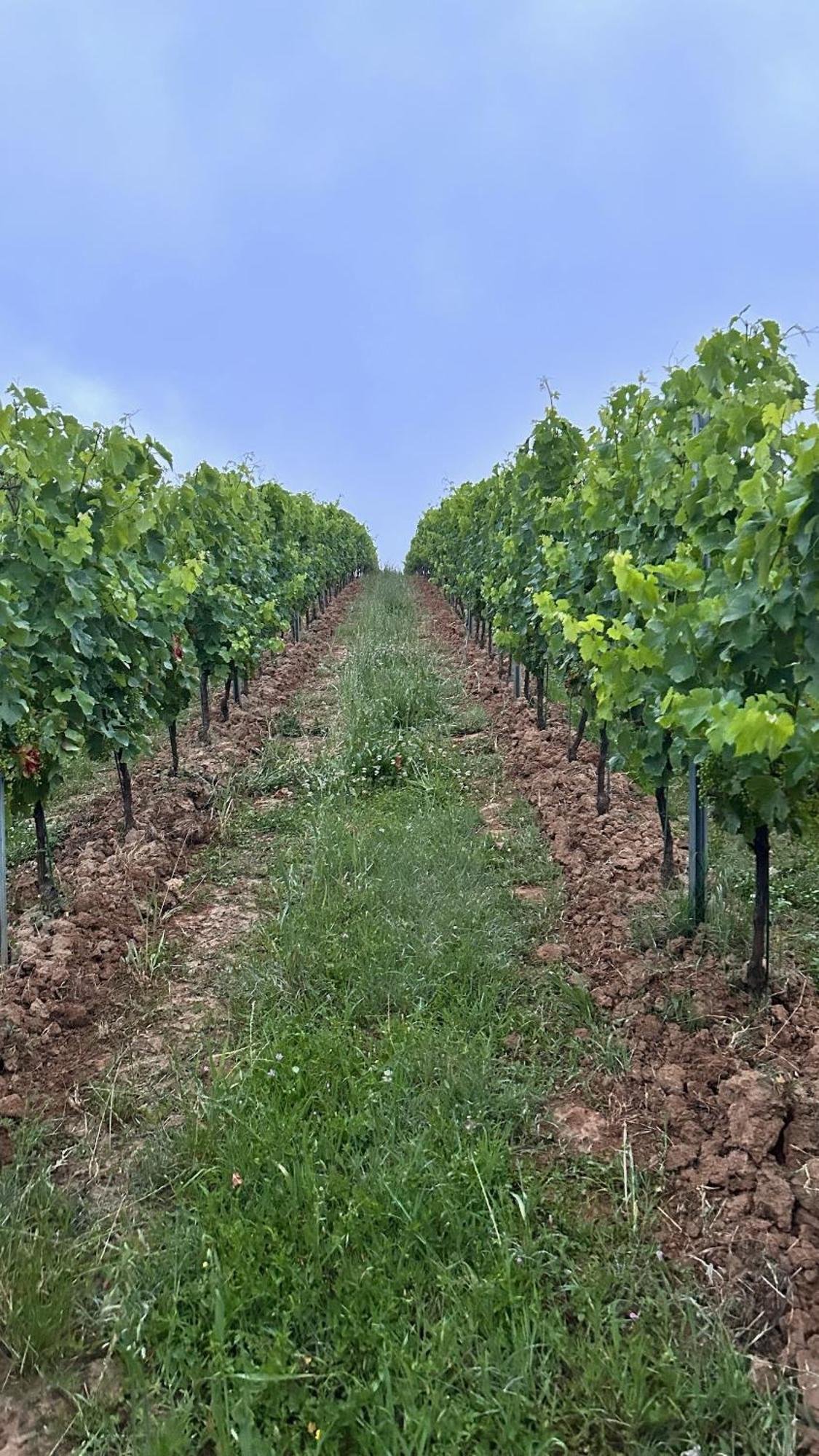 Les Ecrivains At Domaine Le Touran Near Saint Emilion Villa Pellegrue Exterior foto